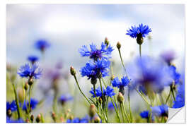 Sisustustarra Cornflowers