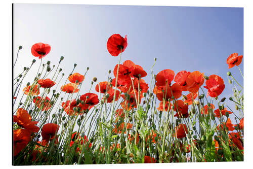 Cuadro de aluminio Poppy flowers