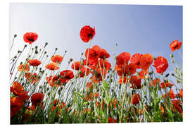 Quadro em PVC Poppy flowers