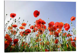 Gallery print Poppy flowers