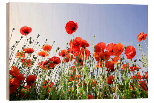 Trätavla Poppy flowers