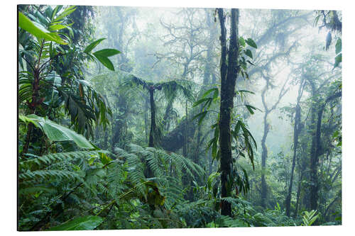 Cuadro de aluminio Selva en Costa Rica