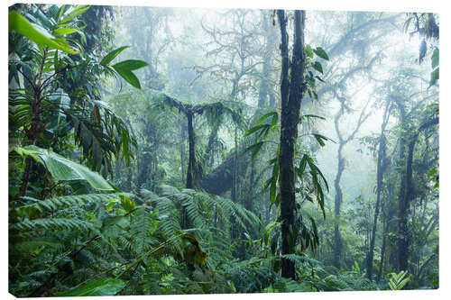 Canvastavla Rainforest in Costa Rica