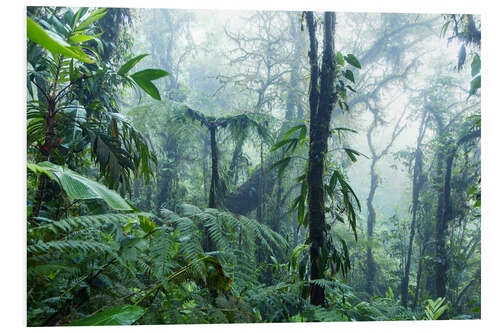 Hartschaumbild Regenwald in Costa Rica