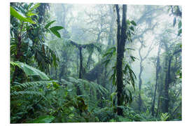 Foam board print Rainforest in Costa Rica