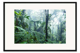 Gerahmter Kunstdruck Regenwald in Costa Rica
