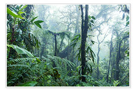 Poster Foresta pluviale in Costa Rica