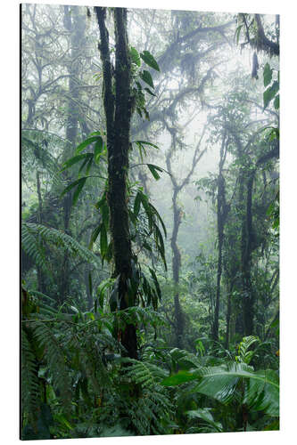 Alubild Costa Rica - Regenwald