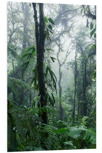 Hartschaumbild Costa Rica - Regenwald