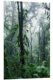 Foam board print Costa Rica - Rainforest