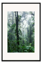 Gerahmter Kunstdruck Costa Rica - Regenwald