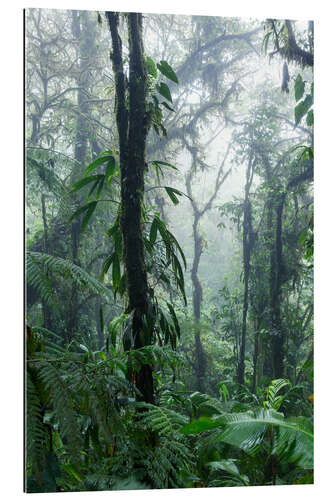 Galleriataulu Costa Rica - Rainforest