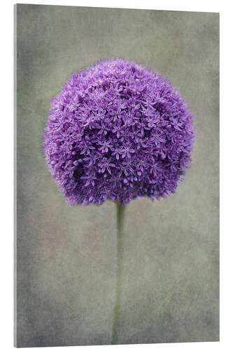 Acrylic print Allium