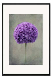 Gerahmter Kunstdruck allium