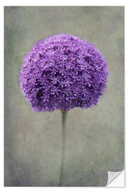 Wall sticker Allium