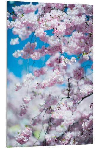 Alubild Kirschblüten im Frühling