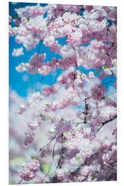 Foam board print Cherry blossom in spring