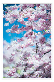 Poster Kirschblüten im Frühling