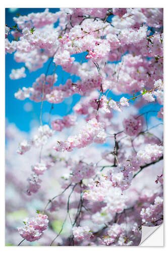 Vinilo para la pared Cherry blossom in spring