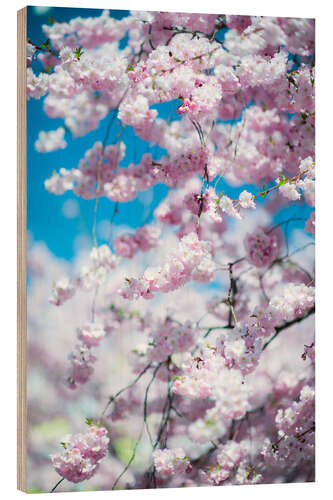 Wood print Cherry blossom in spring