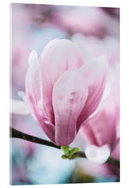 Akryylilasitaulu  Closeup of blossoming magnolia in spring - Peter Wey