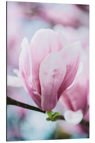 Alubild Magnolienblüte im Frühling