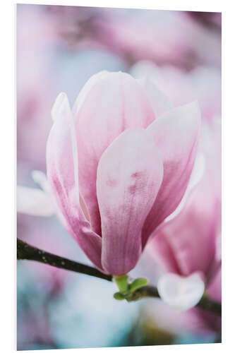 PVC-taulu Closeup of blossoming magnolia in spring