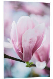 Foam board print Closeup of blossoming magnolia in spring