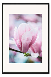 Gerahmter Kunstdruck Magnolienblüte im Frühling