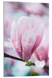 Gallery print Closeup of blossoming magnolia in spring