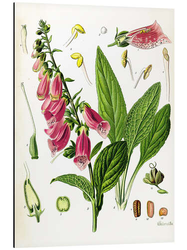 Aluminium print Foxglove