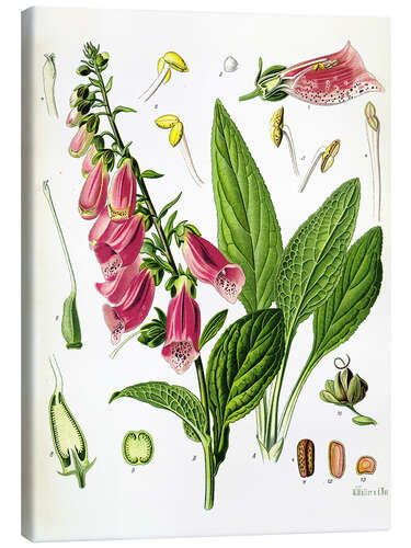 Lerretsbilde Foxglove