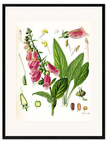 Innrammet kunsttrykk Foxglove