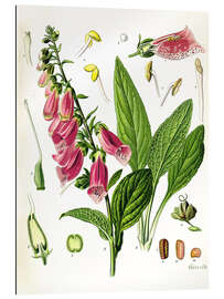 Gallery print Foxglove