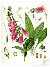 Sisustustarra Foxglove