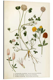 Aluminium print Trifolium arvense