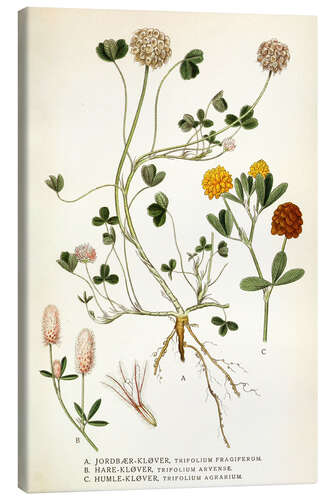 Canvas print Trifolium arvense