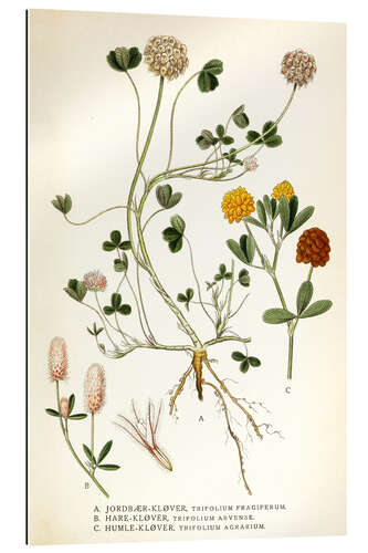 Galleriprint Trifolium arvense