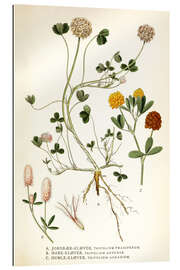 Gallery print Trifolium arvense