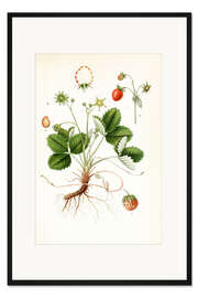 Gerahmter Kunstdruck Erdbeere