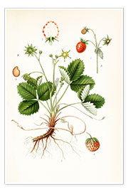 Plakat  Strawberry - Carl Axel Magnus Lindman