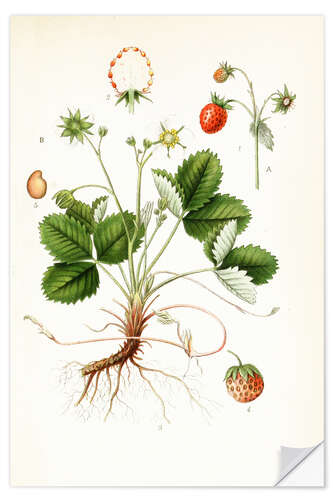 Selvklebende plakat Strawberry