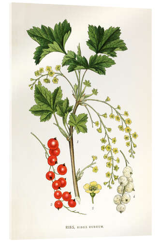 Akrylglastavla Red Currant