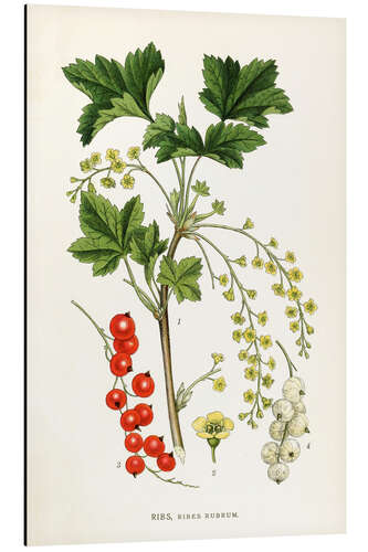 Alumiinitaulu Red Currant