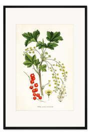 Gerahmter Kunstdruck Rote Johannisbeere