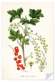 Selvklebende plakat Red Currant