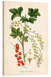 Trebilde Red Currant