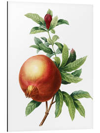 Aluminium print Pomegranate