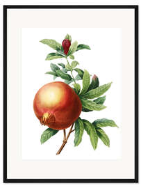 Gerahmter Kunstdruck Granatapfel