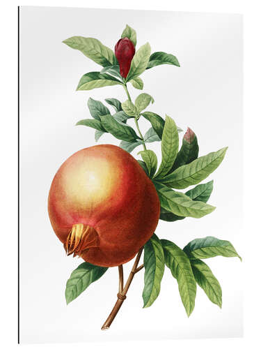 Galleriprint Pomegranate